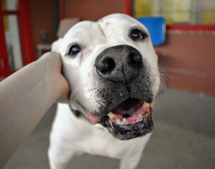 Cute senior pit bull rescue dog