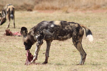 Photos taken in Rhino and Lion Nature Reserve, Krugersdorp.
