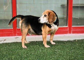 Beagle shelter dog full body outside