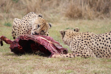 Photos taken in Rhino and Lion Nature Reserve, Krugersdorp.