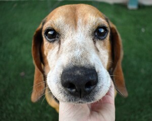 Beautiful Beagle senior shelter dog