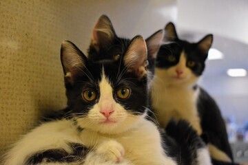 Three black and white shelter kittens