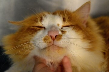 Smiling orange and white shelter kitty cat