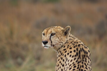 Naklejka na ściany i meble Photos taken in Rhino and Lion Nature Reserve, Krugersdorp.