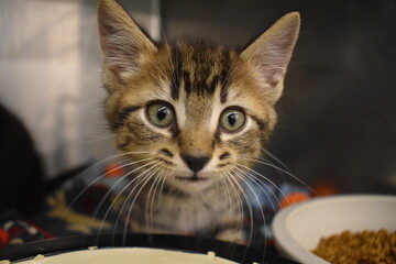Shelter kitten