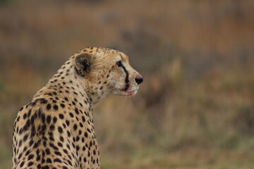 Photos taken in Rhino and Lion Nature Reserve, Krugersdorp.