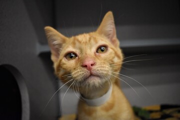 Orange rescue kitten