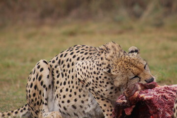 Photos taken in Rhino and Lion Nature Reserve, Krugersdorp.