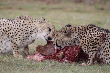 Photos taken in Rhino and Lion Nature Reserve, Krugersdorp.