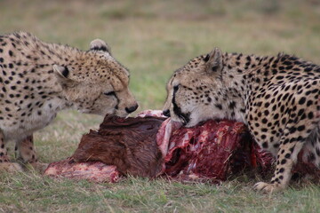 Photos taken in Rhino and Lion Nature Reserve, Krugersdorp.