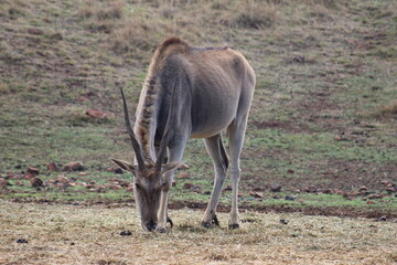 Photos taken in Rhino and Lion Nature Reserve, Krugersdorp.