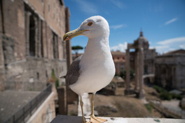 seagull on the pier Rome