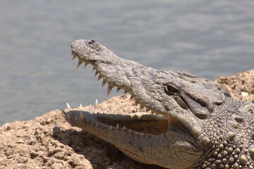 Photos taken in Croc City Crocodile & Reptile Park, Chartwell.