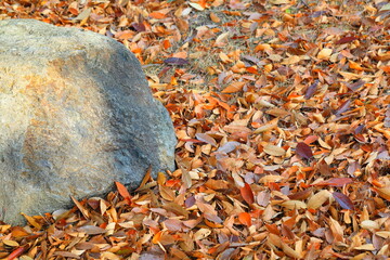 바위와 낙엽이 보이는 풍경