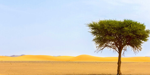 Tree in the Sahara desert in the Algeria 