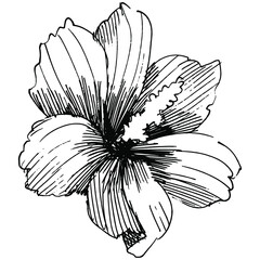 Floral botanical flower. Isolated illustration element. Vector wildflower for background, texture, wrapper pattern, frame or border.