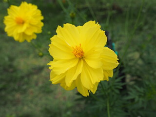 blooming yellow sulphur cosmos in green  garden 