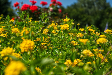 field of yellow flowers