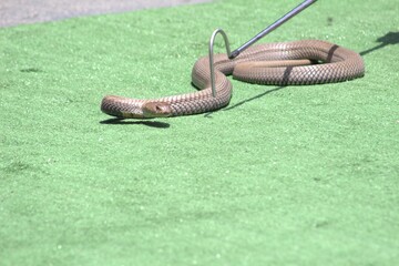 Photos taken in Croc City Crocodile & Reptile Park, Chartwell.