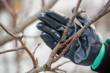 Close-up grafting site of fruit tree, plant grafting and plant care in the garden