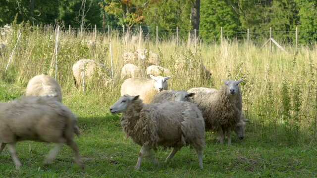 The thick wool lambs running around the farm with the field on the side in Estonia
