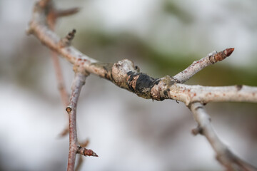 Close-up grafting site of fruit tree, plant grafting and plant care in the garden