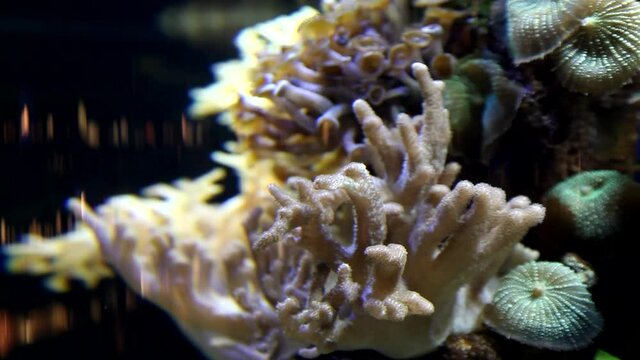 Corals in aquarium. Beautiful view. Tropical corals, undersea world