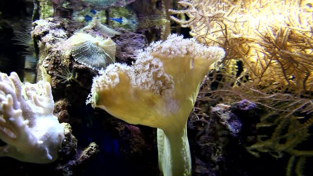 Corals in aquarium. Beautiful view. Tropical corals, undersea world