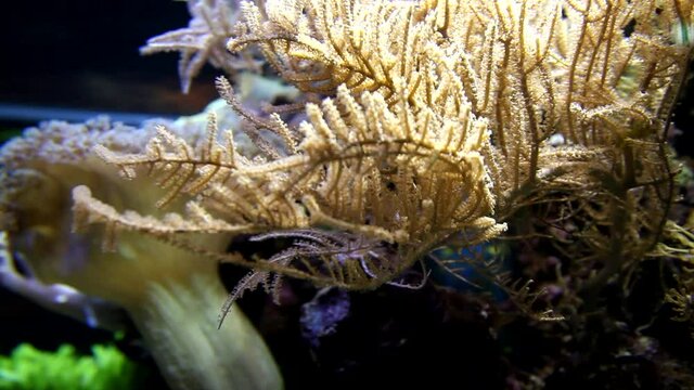Corals in aquarium. Beautiful view. Tropical corals, undersea world