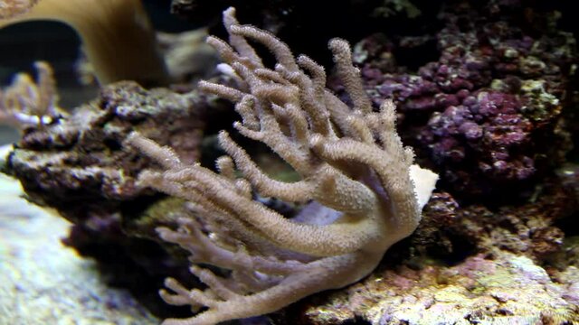 Corals in aquarium. Beautiful view. Tropical corals, undersea world