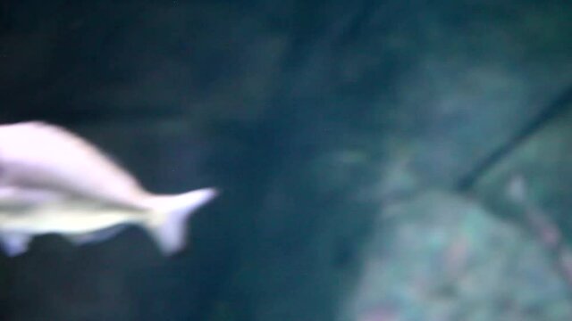 Tropical fishes in big aquarium. Undersea world. Beautiful view