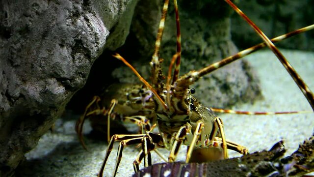 Lobster in aquarium. Undersea world