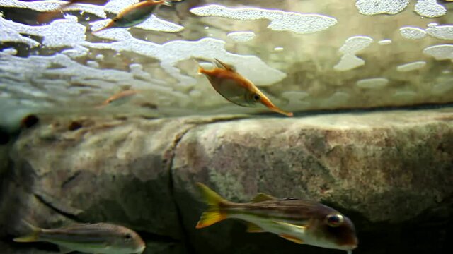 Tropical fishes in big aquarium. Undersea world. Beautiful view