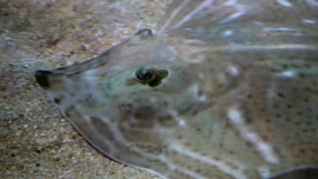 Stingray in aquarium. Undersea world