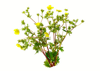 Potentilla Erecta or Common Tormentil Herbal Plant, also known as Burren Strawberries, Five Fingers and Silverweeds. Isolated on White.