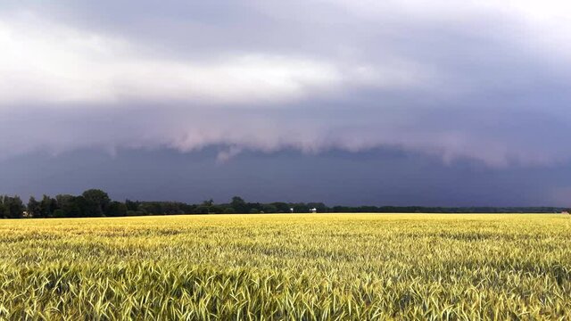 Getreidefeld bei einem heranziehenden Unwetter
