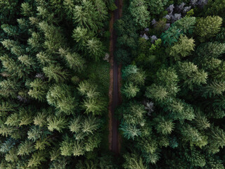 Above trees path road