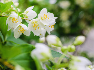 Twig with white jasmine flower in spring