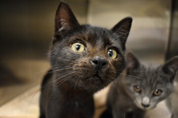Curious black shelter kitten litter