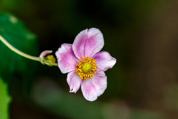 Fototapeta premium Petal of blooming flower in garden