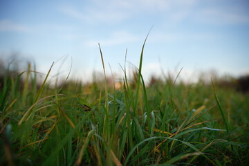 Zielona łąka i niebieskie niebo