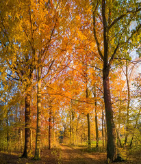 Sonnlicht durchfluteter Laub Wald  im Herbst 