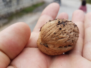nuts with green peels isolated or on the hand