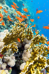 Naklejka na ściany i meble Colorful coral reef at the bottom of tropical sea, hard corals and fishes Anthias, underwater landscape