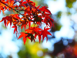 紅葉