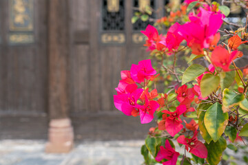 Blooming purple bougainvillea flowers background