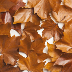 Brown maple leaves pattern. Flat lay, top view. Autumn, fall concept.