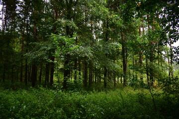 Obraz premium trees in the forest