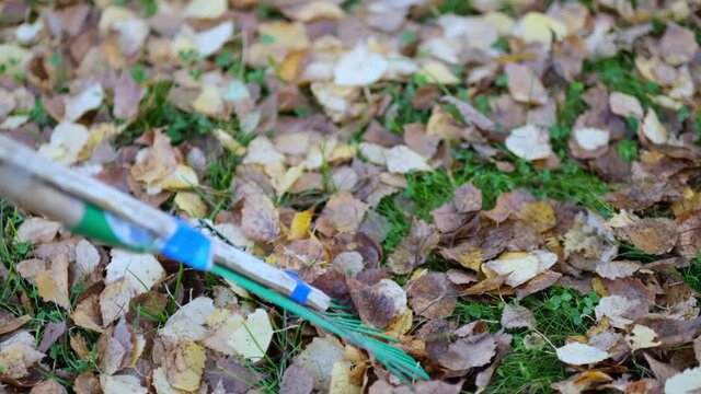 Rake with fallen leaves at autumn. Gardening during fall season. Cleaning lawn from leaves. Autumnal work in garden. close up view. Slow motion footage