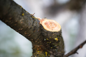 Correct cut of the tree, seasonal pruning of trees, seasonal gardening